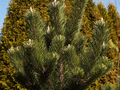Pinus nigra Oregon Green IMG_3873 Sosna czarna